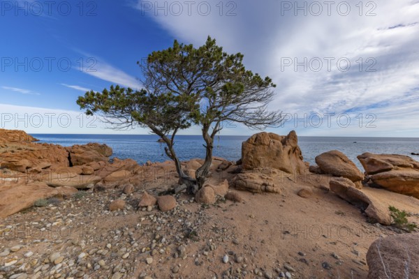 Coastal landscape with bizarre red rocks and gnarled trees with a view of the sea in the sunshine,