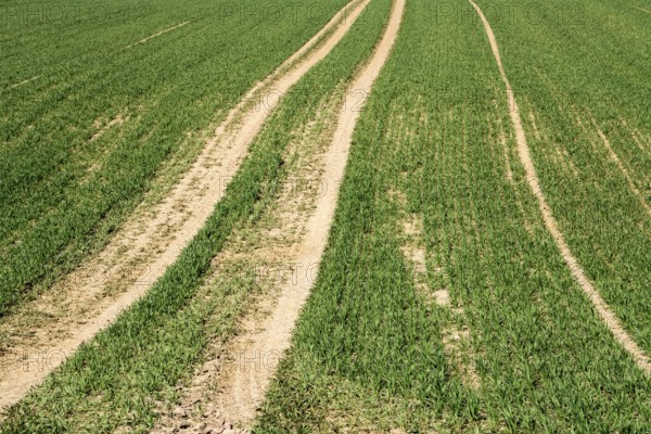 Tractor tracks, agricultural trails at a cultivated field in springtime, farmland near Wesertal,
