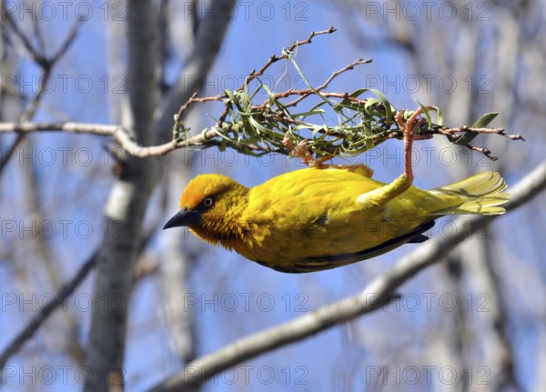 Cape Weaver, Ploceus capensis, a resident breeding bird species endemic to South Africa building a
