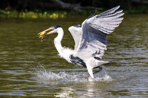 Cocoi heron catching a Pirhana in flight over river surface, Pantanal Wetlands, Mato Grosso,