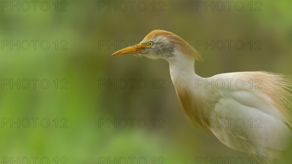Cattle egret (Bubulcus ibis) in splendid plumage framed by green shrubs, Saintes-Maries-de-la-Mer,