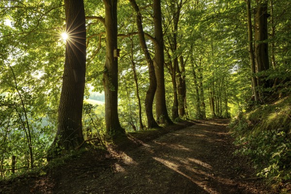 A quiet forest path in the evening light, with star-shaped sunbeams breaking through the leaves of