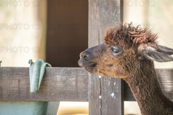 Portrait of a brown alpaca baby, Vicugna pacos, in the zoo. Big eyes, soft fur, animal in the zoo