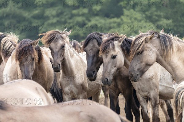 The Dülmen horses live wild near Dülmen, in the Merfelder Bruch nature reserve in North