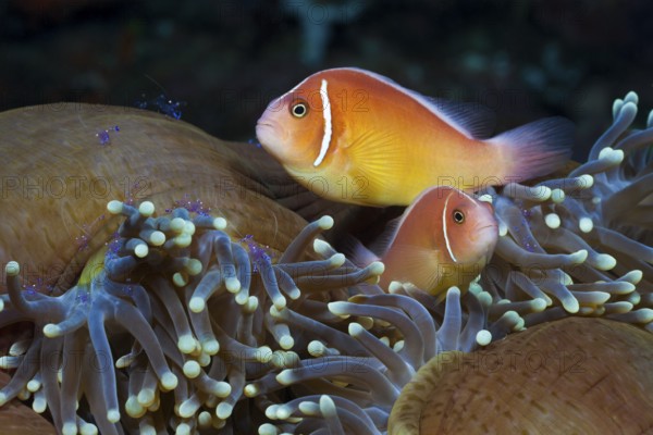 Collar anemonefish in splendour anemone, Amphiprion perideraion, Heteractis magnifica, Cenderawasih