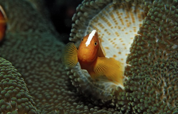Orange skunk clownfish, Amphiprion dandaracinos, Indonesia, Wakatobi Dive Resort, Sulawesi, Indian