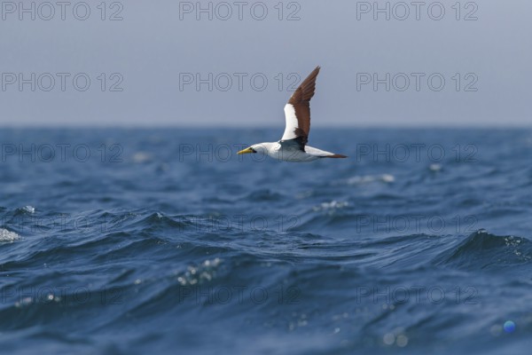 Masked booby, (Sula dactylatra), flies over the sea, flight photo, animals, birds, family of