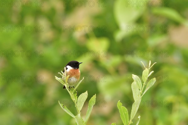 Singing stonechat. Male European stonechat in the reed
