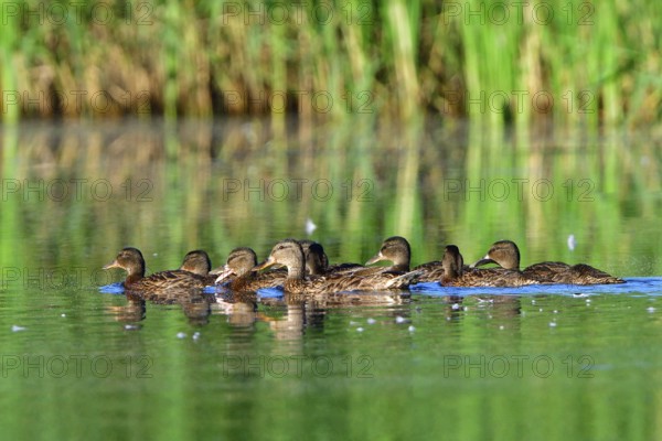Mallard family in the morning sun, A mallard family in the morning sun