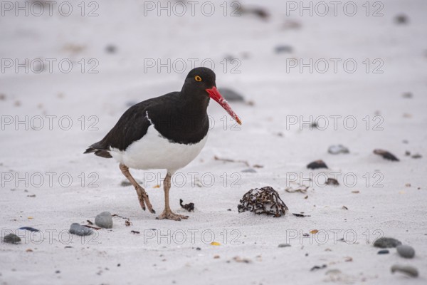 Magellanic Oystercatcher (Haematopus leucopodus), Volunteer Point, Falkland Islands Great Britain,