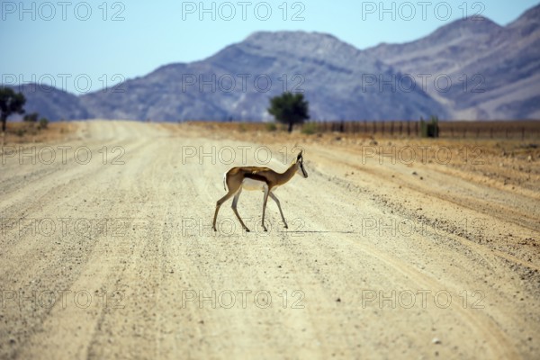 Dirt road in the African steppe. Impala antelopes cross the road. The concept of exotic tourism.