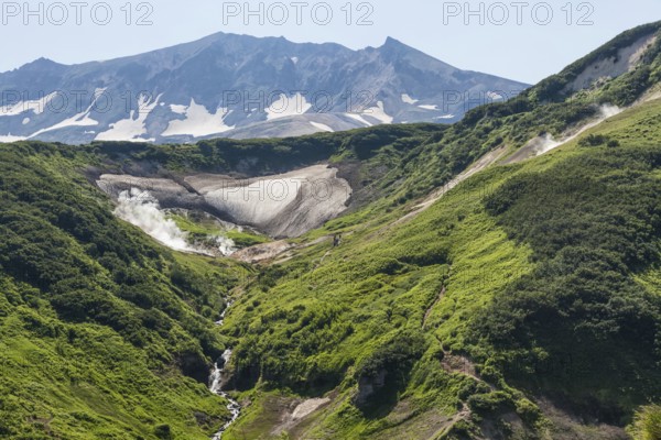 Flora of Kamchatka. Forests and fields. Nature of Kamchatka. Landscapes and magnificent views of