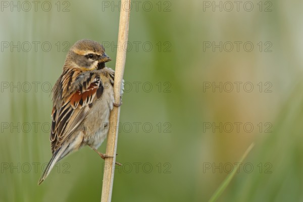 Moab Sparrow, (Passer moabiticus), animals, birds, songbird, sparrow family, sparrow, perch,