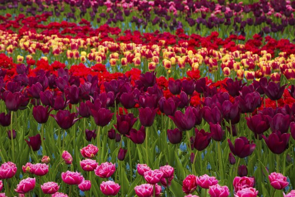 Flower field of colourful tulips in spring. Colorful tulips in the Keukenhof garden, Netherlands.