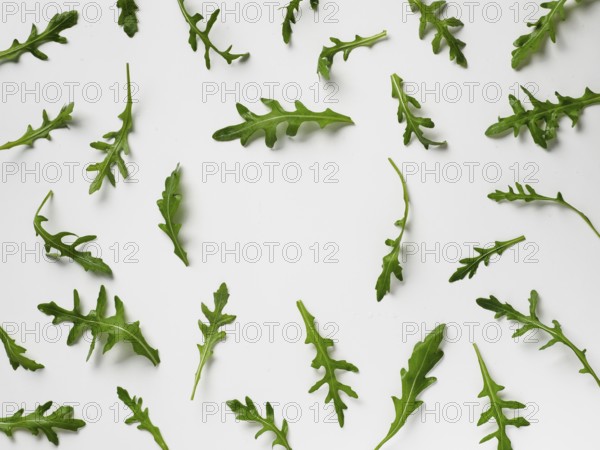 Arugula pattern with copy space in center. Arugula isolated on white backgrund. Frame made of