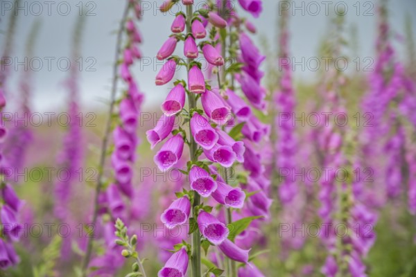 Common foxglove (Digitalis purpurea) in a forest clearing near Heiligenborn, Rothaargebirge,