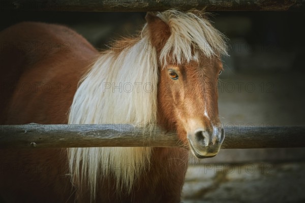 Portrait of Chestnut Pony with White Mane Varna, Bulgaria, Europe