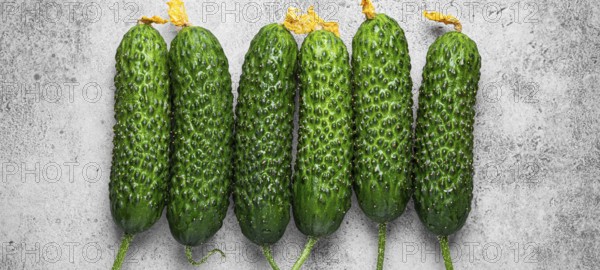 Fresh raw organic farmer cucumbers with leafs arranged on grey rustic stone background top view,