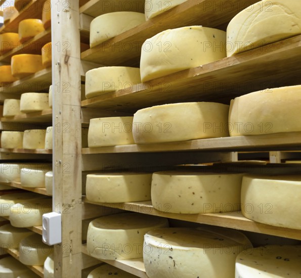Round cheese heads in the cheese factory lie on the shelves of the racks in the storage for