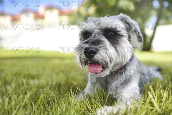 Portrait of a beautiful dog schnauzer sitting on the grass and looking into the distance in the