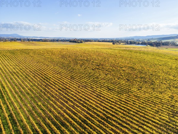 Late afternoon autumn sun over vines in the Yarra Valley near Yarra Glen, Victoria, Australia,
