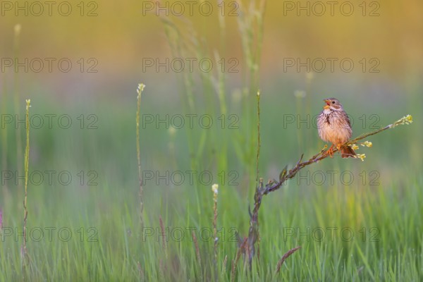 Corn Bunting, Miliaria calandra, Emberiza calandra, Bruant proyer, Triguero, Bad D¸rkheim district,