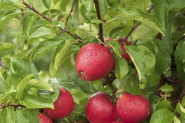 Apple (Malus domestica 'Pinova'), Cambridge Botanical Garden, Germany, Europe