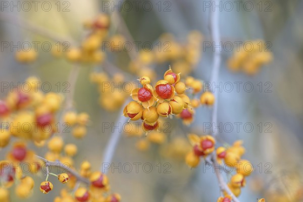 Tree shrike (Celastrus orbiculatus 'Diana'), Pruhonice Dendrological Garden, Federal Republic of