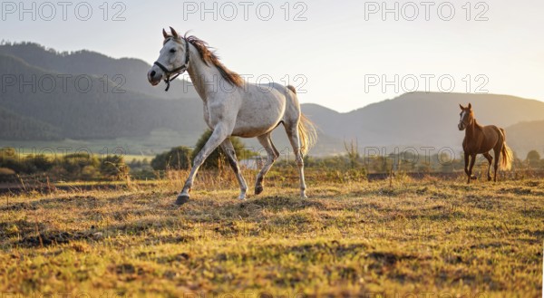 White Arabian horse walking on grass field another brown one behind, afternoon sun shines in