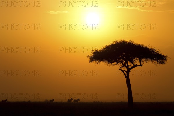 Dusk in the Masai Maria National Reserve with acacia tree and silhouettes of zebras, Keya, Africa