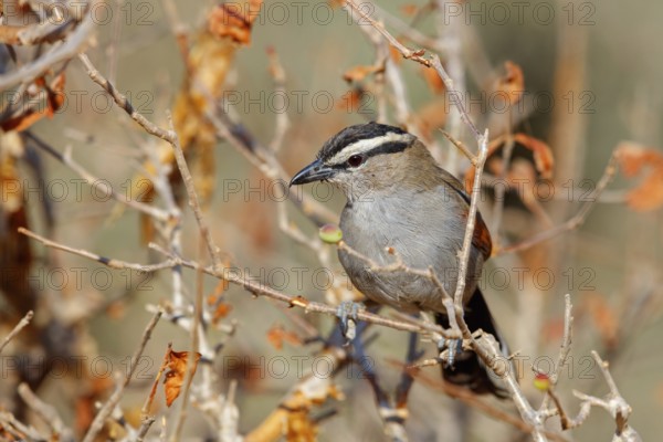 Senegal tchagra, black-shouldered tchagra, (Tchagra senegalus), Tchagra minutus, animals, birds,