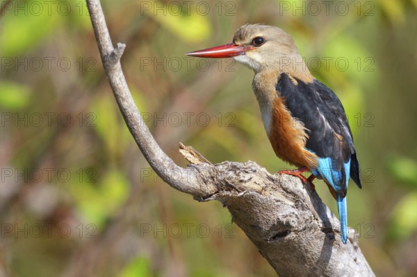 Grey-headed Kingfisher, Grey-headed Kingfisher, Tendaba camp / Tendaba photo hid, Kwinella, South