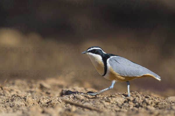 Crocodile-bird, (Pluvianus aegytpticus), Crocodile-bird, Egyptian Plover, Pluvian fluviatile,