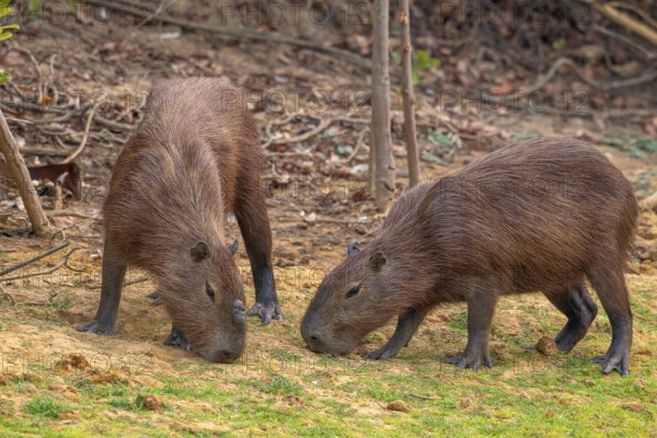 Capybara or capybara (Hydrochoerus hydrochaeris), 2 animals, Pantanal, inland, wetland, UNESCO
