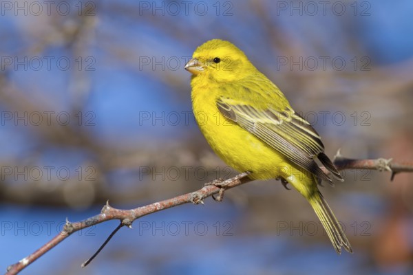 Yellow-bellied Seedeater, (Serinus flaviventris), Animals, Birds, Songbird, Nossob Campsite,