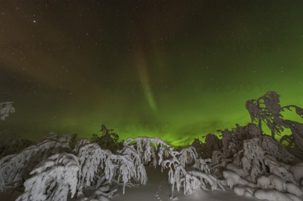 Northern Lights (Aurora borealis) over snowy landscape, Gällivare, Norrbotten, Lapland, Sweden,