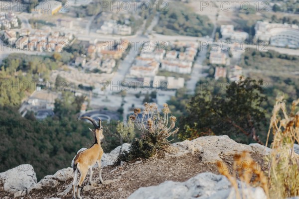 A wild goat near the edge of a cliff overlooking a city with valleys and greenery, blending nature