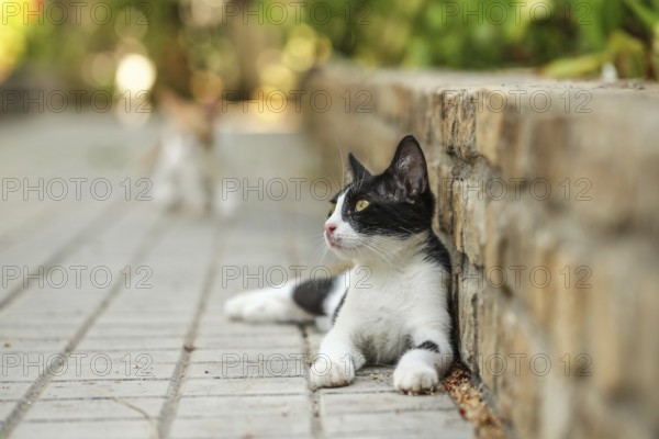 Black and white stray cat laying by pavement curb, another blurred one coming in background, Lapta,