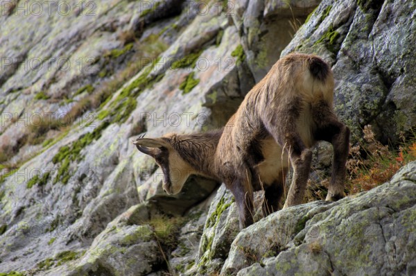 Chamois (female) in the Mercantour National Park, Maritime Alps, France Female chamois in the