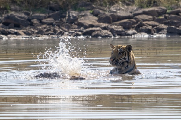 Tiger (Panthera tigris), Bengal tiger or Indian tiger, big cat (Pantherinae), carnivore