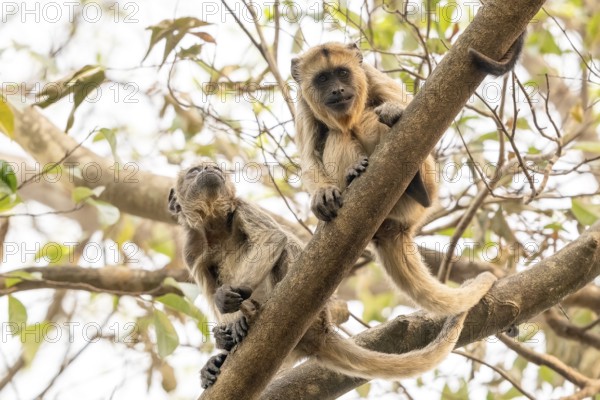 Black howler (Alouatta), juvenile, Pantanal, inland, wetland, UNESCO Biosphere Reserve, World