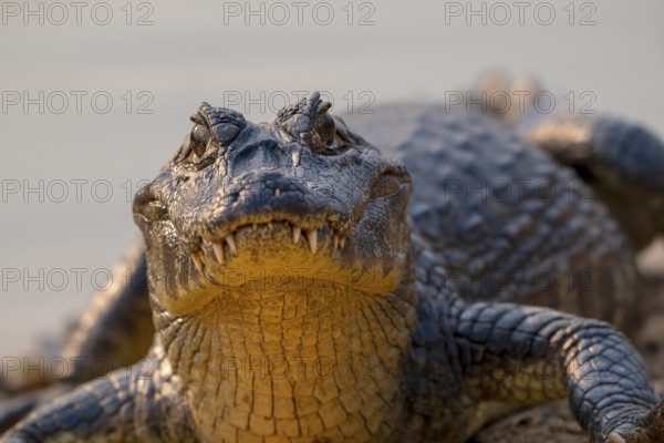 Caiman (Caimaninae), Crocodile (Alligatoridae), crocodile (Crocodylia), animal portrait, eye
