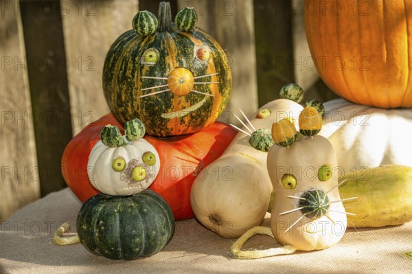 Several pumpkins differently carved and painted, representing funny cat faces, borken, münsterland,