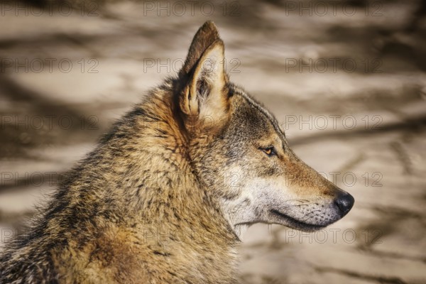 Portrait of the Wolf Looking Ahead Varna, Bulgaria, Europe