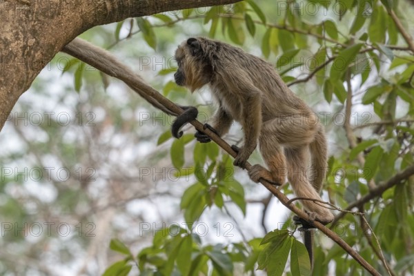 Black howler (Alouatta), juvenile, Pantanal, inland, wetland, UNESCO Biosphere Reserve, World