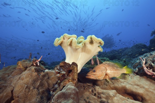 Pointed grouper in the reef, Anyperodon leucogrammicus, Kimbe Bay, New Britain, Papua New Guinea,