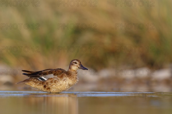 Teal, (Anas crecca), biotope, habitat, foraging, waters, animals, birds, ducks, ducks Salalah,