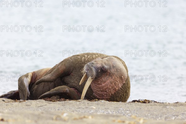 Walrus, (Odobenus rosmarus), (Trichechus rosmarus), animals, mammals, Spitsbergen, Longyearbyen,