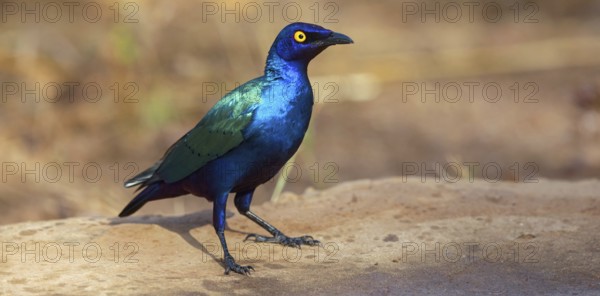 Purple glossy starling, (Lamprotornis purpureus), Africa, Gambia, Tendaba camp / Tendaba photo hid,