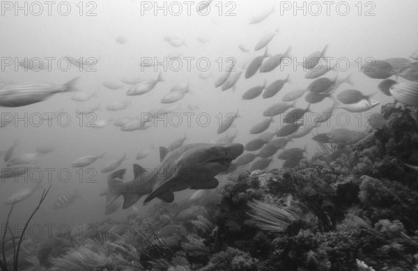 Sand tiger, Odontaspis taurus, South Africa, Port Elizabeth, Ibhayi, Madiba Bay, Indian Ocean,